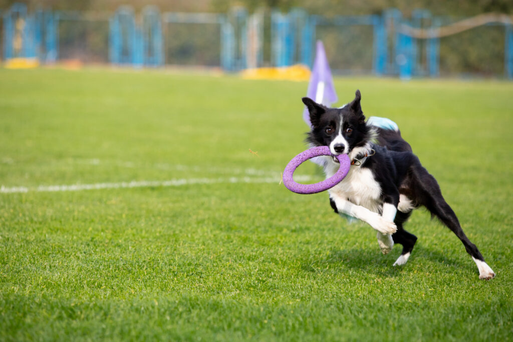 agility dog sport